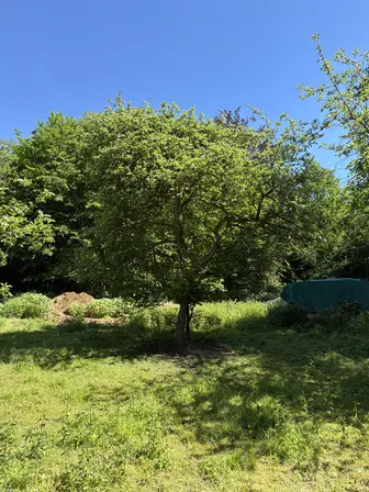 Foto treephoto-i2isktxte7bkgvy4oc6jilpl.jpeg