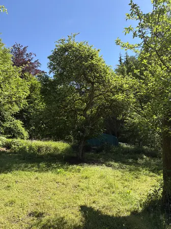 Foto treephoto-merujr70upkwed8mntcaz55f.jpeg
