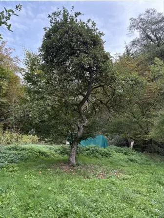 Foto treephoto-s3s9k3lm0jcq28eeb5cyts5d.jpeg