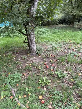 Foto treephoto-uqso8dpekhyyvacjhhigffsq.jpeg