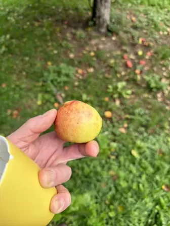Foto treephoto-zjusr5wkjns2nlsyl3efoq3x.jpeg