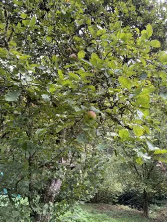 Foto treephoto-zxcsb1qrw5tj5gvn4545l4l9.jpeg