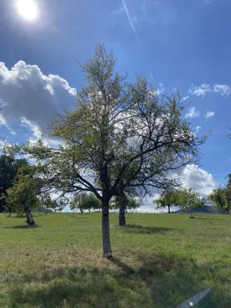 Foto treephoto-imliewem360rknfenwjn81sd.jpeg