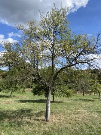 Foto treephoto-k50y8kbc4dm992wqicieg7g1.jpeg