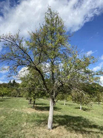 Foto treephoto-m24orofxomobldl8muo81mm4.jpeg