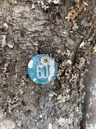 Foto treephoto-vdn09tm0dvzq4u7nla4a51n5.jpeg
