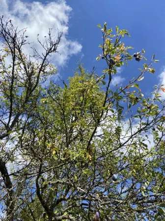 Foto treephoto-zd4ca6abq6zdlipoimcildah.jpeg