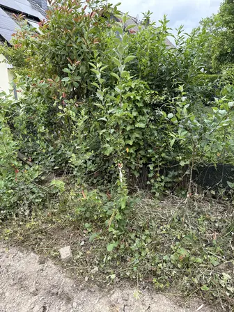 Foto treephoto-qrfpsliee5usnsmwb48qmhw2.jpeg