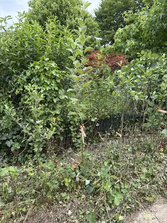 Foto treephoto-w9sa55mfn1fgcq2nffos9t2f.jpeg