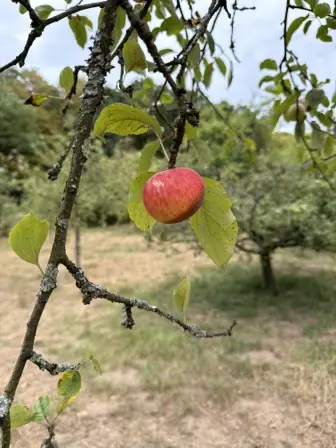Foto treephoto-jann16bu4baqxsgdq4j26owk.jpeg