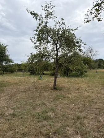 Foto treephoto-zsllc1316jsyvayfdkgbx7iq.jpeg