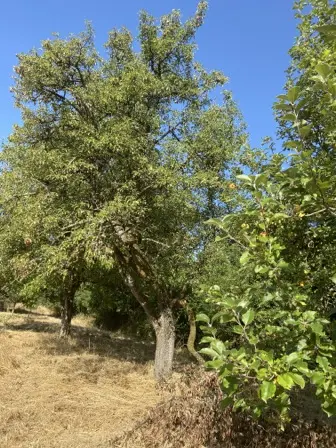Foto treephoto-asor6j75h2z71boiir5jq2gt.jpeg
