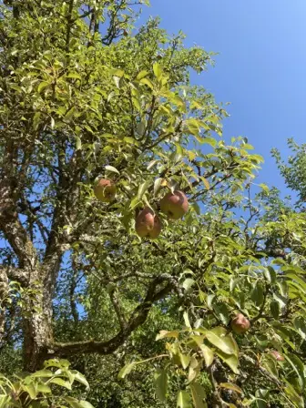 Foto treephoto-lrvt3yuccg2aqmp5g2xsg8q6.jpeg