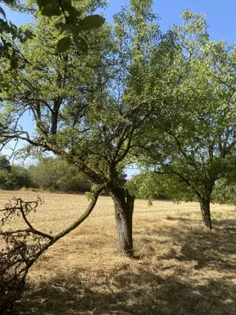 Foto treephoto-m9l9tmzlixdkhb87xnjb5u9j.jpeg