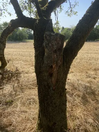 Foto treephoto-mfnily01d3jo6u4b03h46xck.jpeg