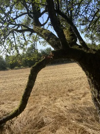 Foto treephoto-r7mq7cpxpj73hyid8byvgm1e.jpeg