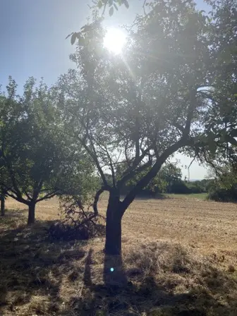 Foto treephoto-u44goqc4e0j5tmchq1pvtg0m.jpeg