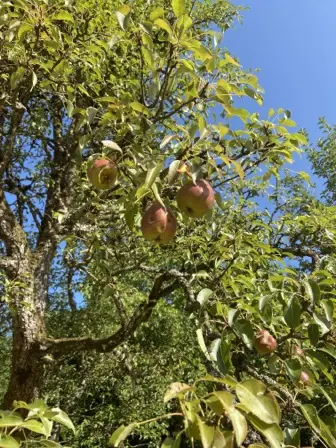 Foto treephoto-y2xmryoihvjvxfpd99e9q2bz.jpeg