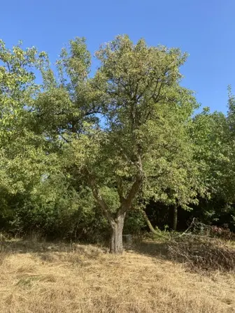 Foto treephoto-z3vx5f47hhyo8tyi8r5q4on7.jpeg
