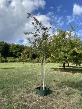 Foto treephoto-k8sez92ibx0chjog0z6j1v9q.jpeg