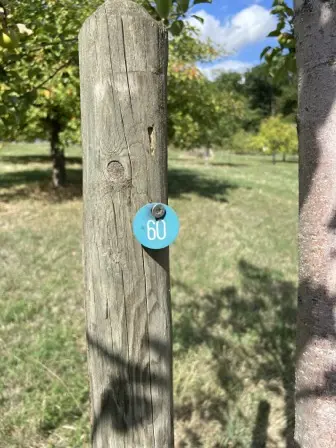 Foto treephoto-mpiyxh1vn6k39yovb5ujsuos.jpeg
