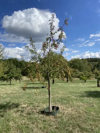 Foto treephoto-selkje6rll1ca1i37z7amymn.jpeg