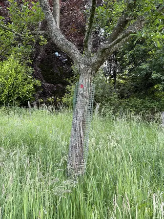 Foto treephoto-apl69l7rmzquu4bcy4iyxuax.jpeg