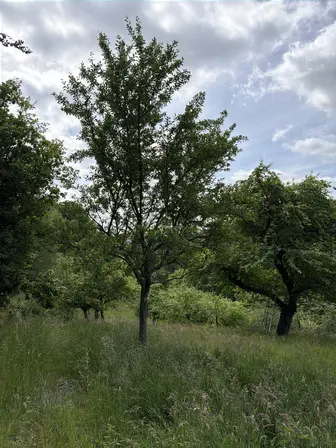 Foto treephoto-om5y59g2874o5j96z2bwwcgj.jpeg