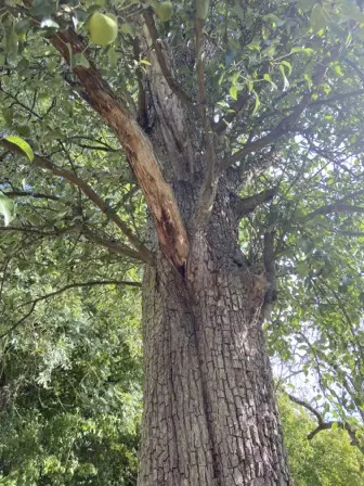 Foto treephoto-aq727s8421c5bjur7u5h8t6p.jpeg