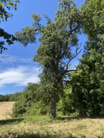 Foto treephoto-cdebgxtl0z5cmdew4jp8gpfk.jpeg