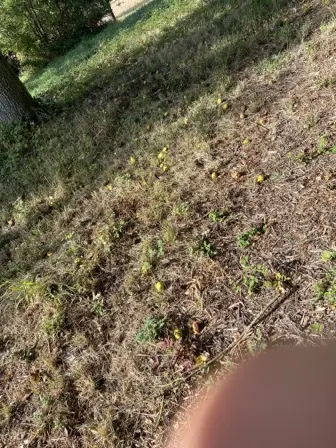 Foto treephoto-e0526kxh0z8zmsi3wpzkhhta.jpeg