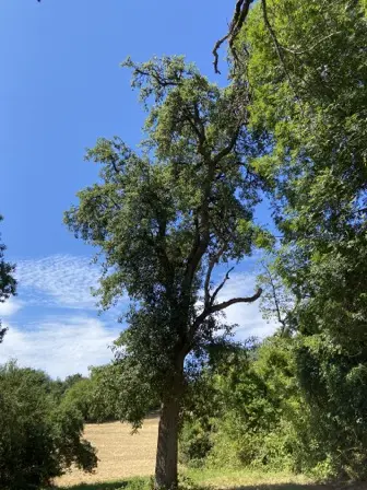 Foto treephoto-e20t5zb2z5jgv9mogy696abx.jpeg