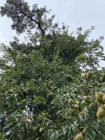 Foto treephoto-gdtiy4q8bgwdsne4mqdj518s.jpeg