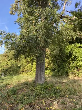 Foto treephoto-ik7ykn9mb8xb490ibjj2ge3s.jpeg