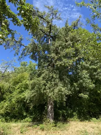 Foto treephoto-jdq5rio2r8a2uzhvmaiitnwr.jpeg