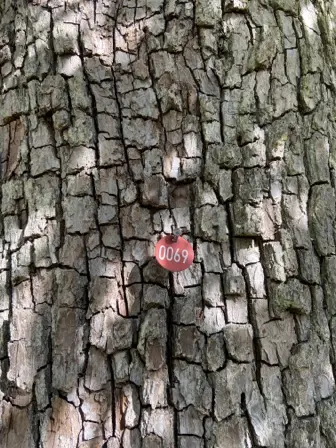 Foto treephoto-jtdicyi57dqkxap7tjbiny4n.jpeg