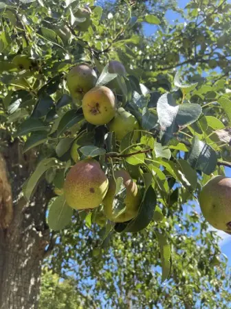 Foto treephoto-kbshxxoa70qcb2ffwqjv5xce.jpeg