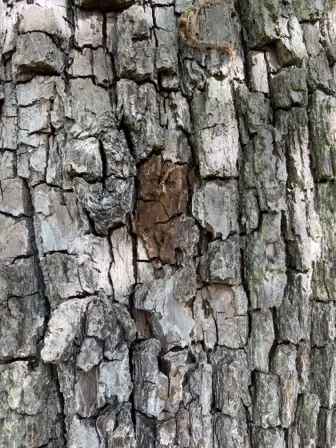 Foto treephoto-oyqws0f2xjlde7xwo3g1dff3.jpeg