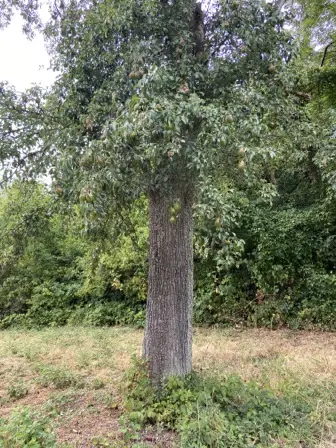 Foto treephoto-qygvdauh5411sak7a63s2ug3.jpeg
