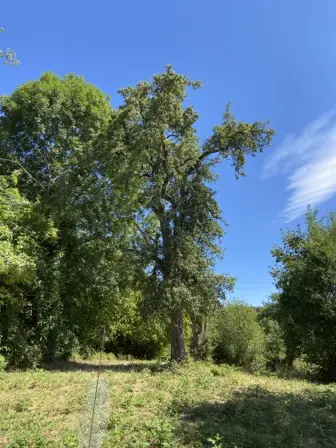 Foto treephoto-ui5gkdo98zl5m208p8twv8sg.jpeg