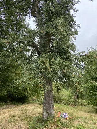Foto treephoto-vmdzr6nyoueeban86dkrisel.jpeg