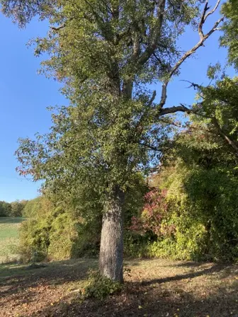 Foto treephoto-z1locjk6zdwrgfpm4r68ndpc.jpeg