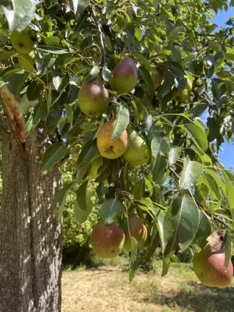 Foto treephoto-z6zdviztbjxzxddm4omzeeup.jpeg