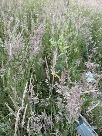 Foto treephoto-sbwd2zj3jbf0rseq6kv7nw6a.jpeg