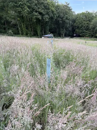 Foto treephoto-tn19wubv83mmb58vbppk3fr1.jpeg