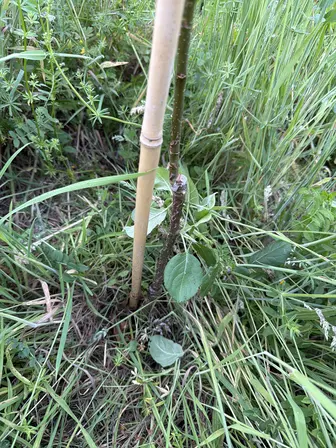 Foto treephoto-vxuwj9otovi82xwwficel7le.jpeg