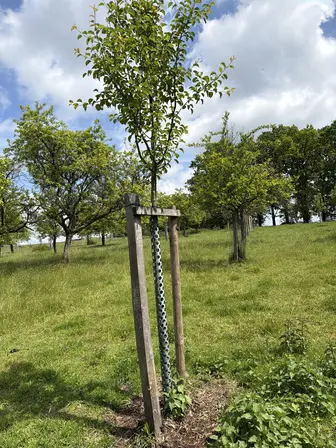 Foto treephoto-lqg7j1nje1esosjrszg7iv9g.jpeg