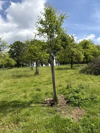 Foto treephoto-pnp3tijezgj6zvu8wl55egdz.jpeg
