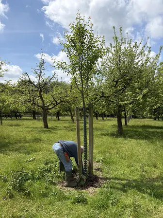 Foto treephoto-pzejxguex4nbkijra9k07sh5.jpeg