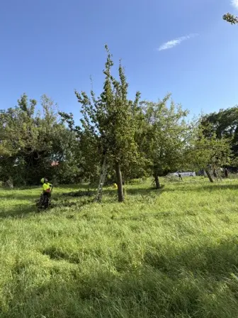Foto treephoto-l0rzvcbrrprobphhk1w6s2a8.jpeg